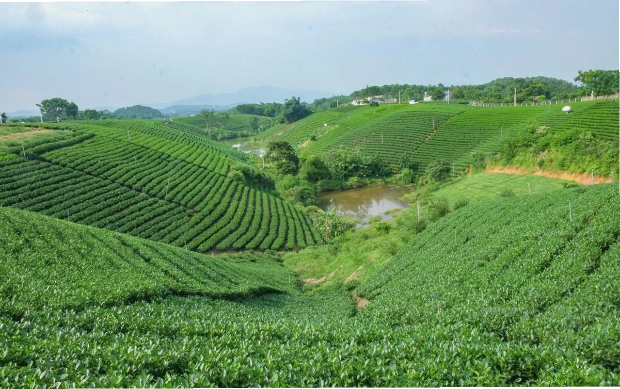 Đồi chè Tân Cương xanh mướt dưới ánh nắng