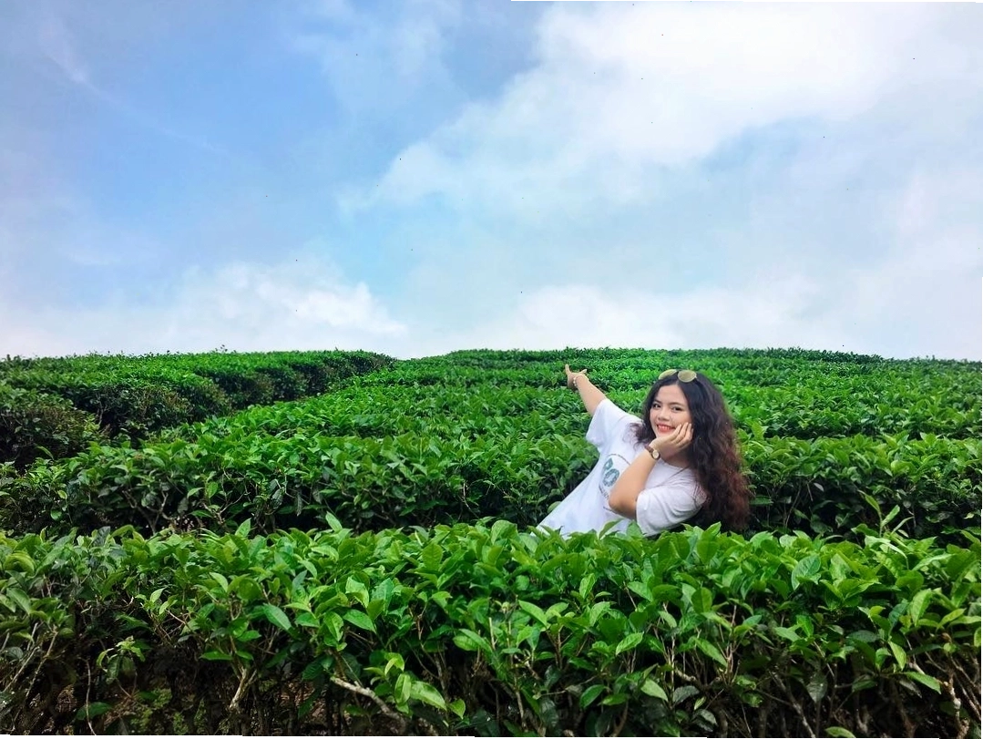 Đồi chè Thanh Chương - Điểm dừng chân hấp dẫn trong tour du lịch Nghệ An 2 ngày 1 đêm