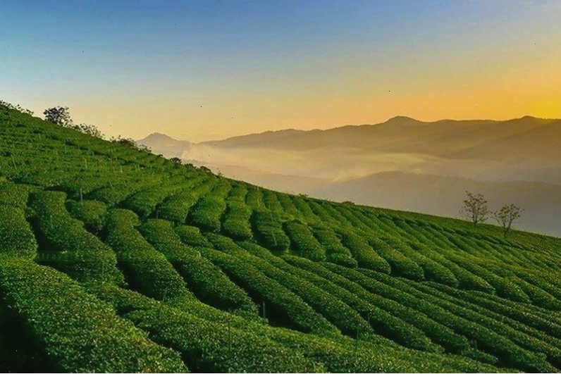 Đồi chè Trái Tim Mộc Châu xanh mướt