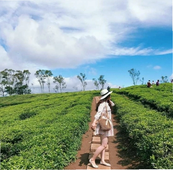 Đồi chè xanh mướt tại Di Linh