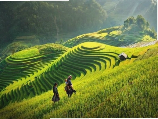 Đồi chè xanh mướt tại Mộc Châu