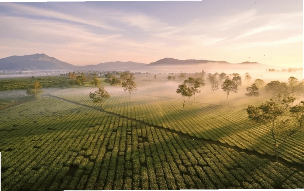 Đồi chè xanh mướt tạo nên cảnh quan thơ mộng