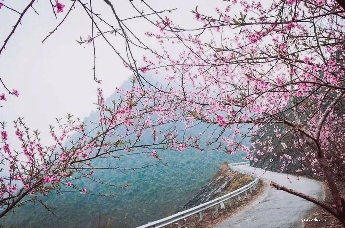 Đồi hoa cải vàng rực rỡ tại Hà Giang mùa xuân