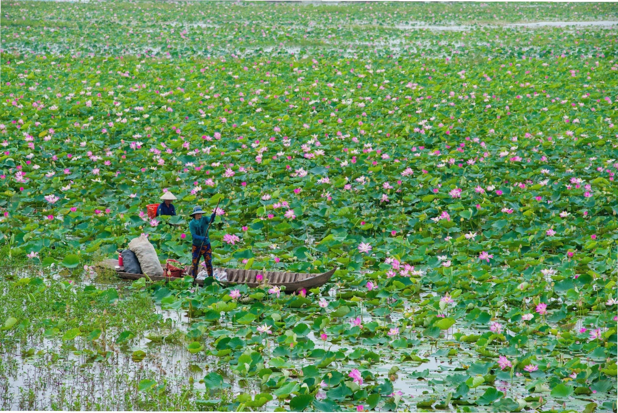 Đồng Tháp Mười