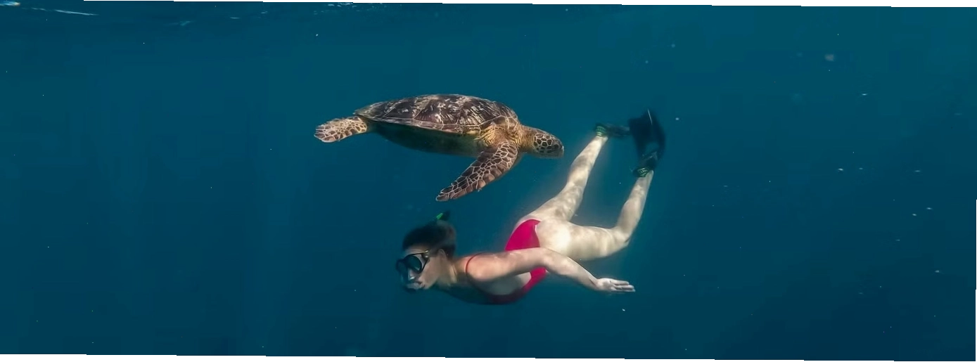 Du khách bơi lội cùng rùa biển tại vùng biển Samoa
