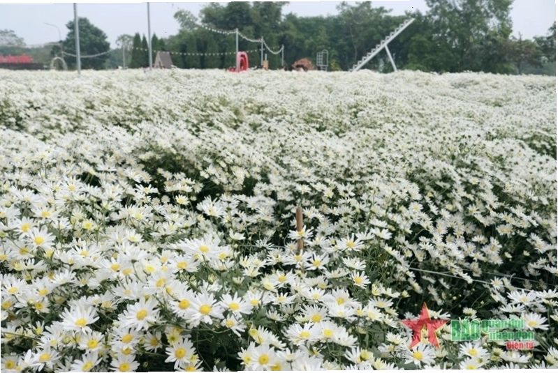 Du khách chụp ảnh tại vườn cúc họa mi