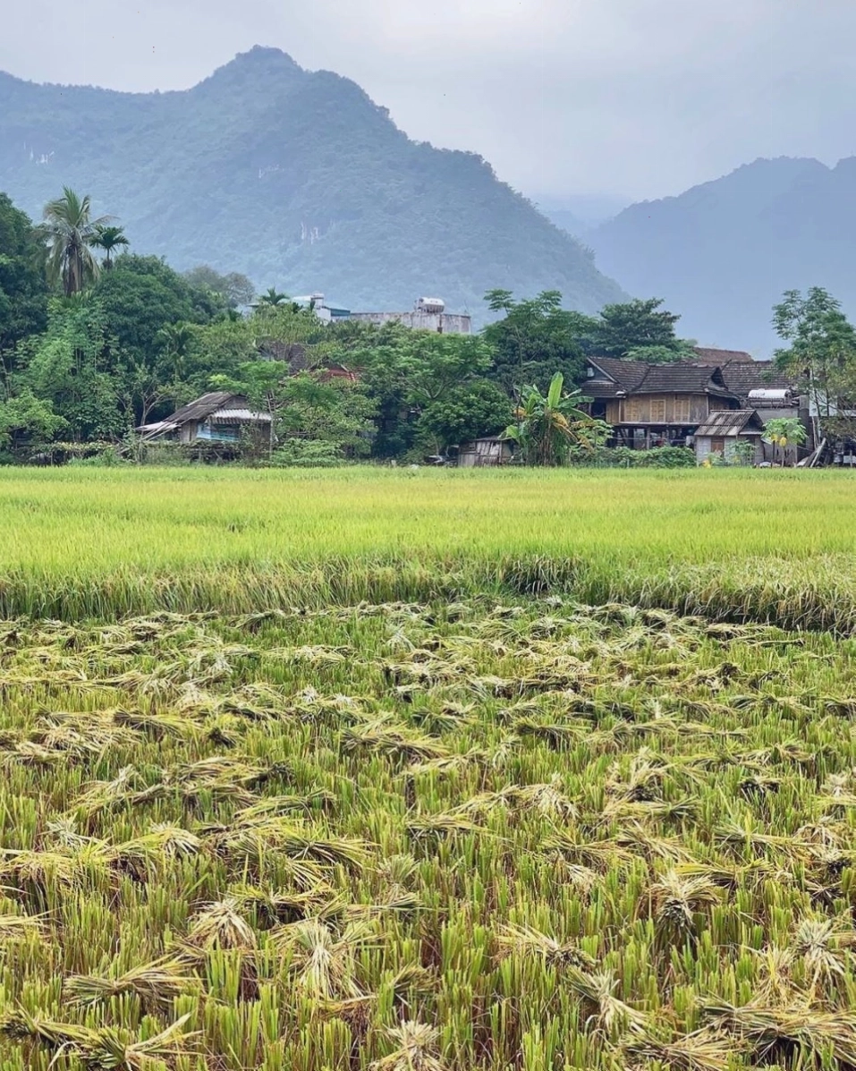 Du khách nước ngoài tham quan bản làng Mai Châu