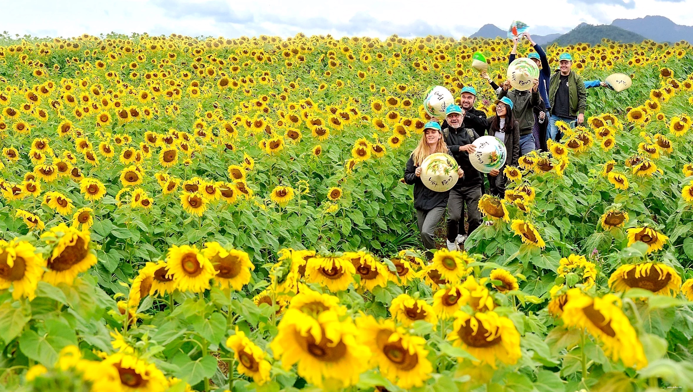 Du khách Pháp, Anh thích thú tham quan đồi Hướng Dương tại Nghệ An