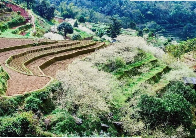 Du khách say mê chụp ảnh giữa vườn hoa mận Hà Giang