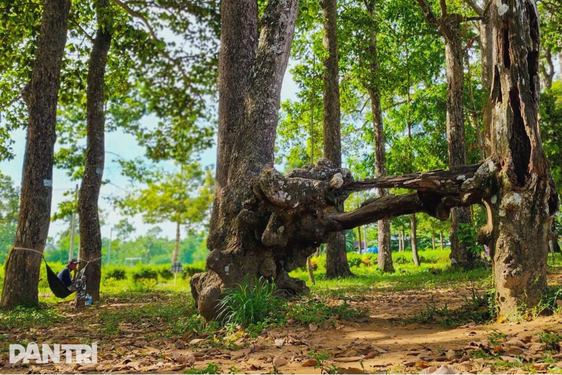 Du khách tản bộ trên con đường rợp bóng cây cổ thụ quanh Ao Bà Om