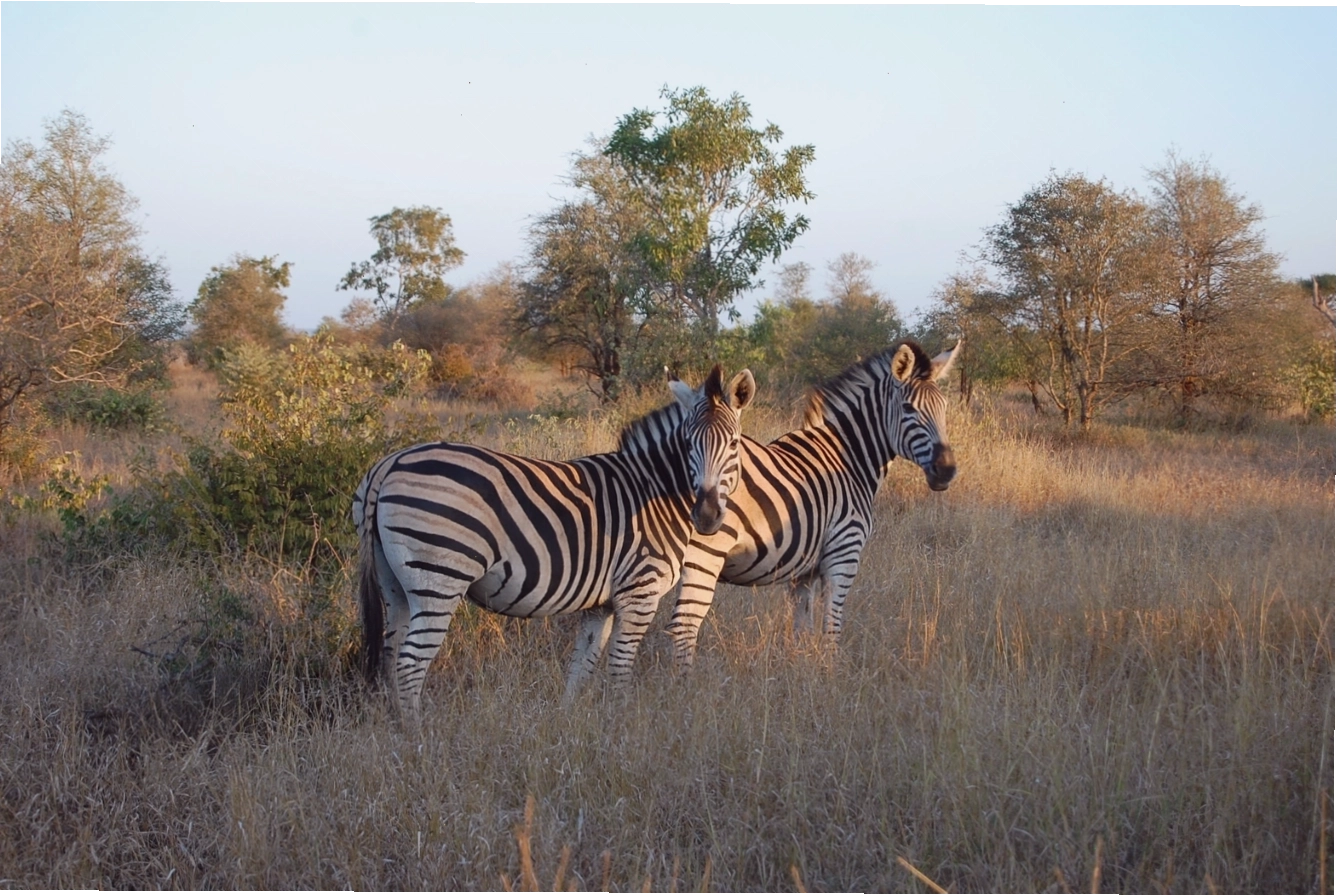Du khách tham gia tour safari ngắm nhìn đàn voi trong Công viên Quốc gia Kruger
