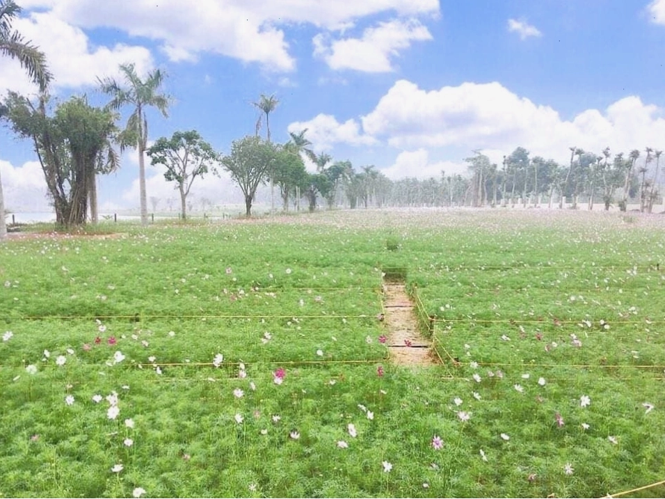 Du khách thích thú ghi lại khoảnh khắc tại Thung lũng hoa Phủ Quỳ