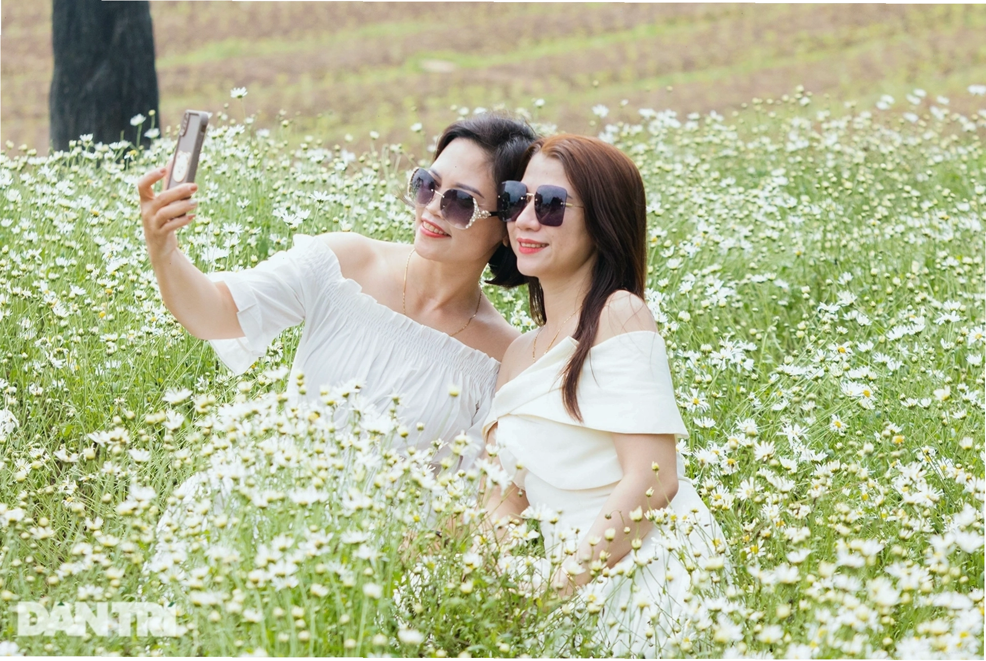 Du khách thích thú tạo dáng chụp ảnh giữa bạt ngàn hoa cúc họa mi trắng tinh khôi