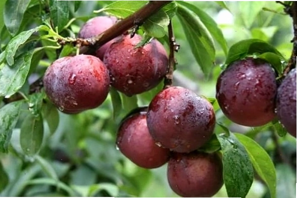 Du khách thích thú trải nghiệm hái mận tại Mộc Châu