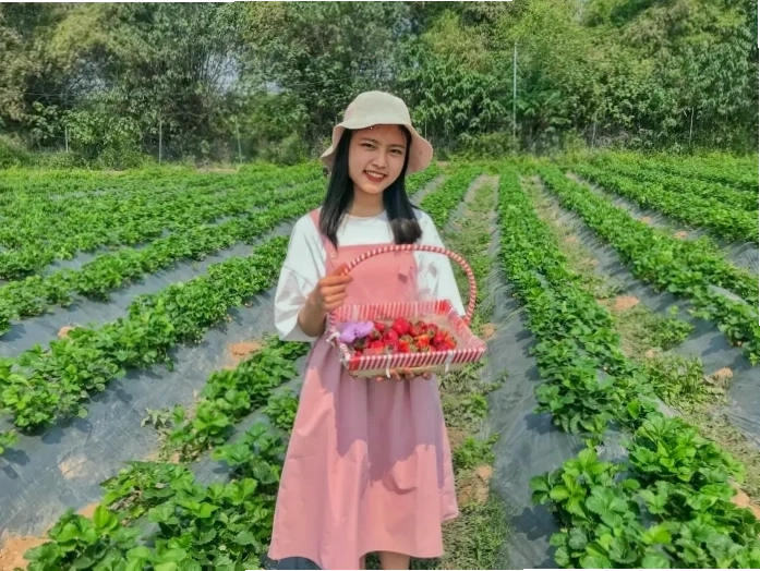 Du khách trải nghiệm hái dâu tại Chimi Farm