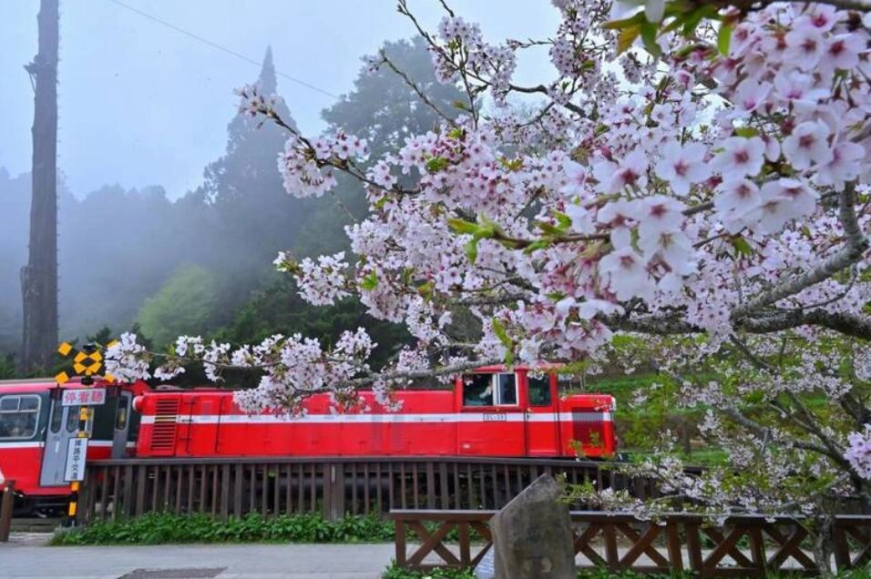Du lịch Alishan Đài Loan: Khám phá vẻ đẹp hùng vĩ và văn hóa độc đáo