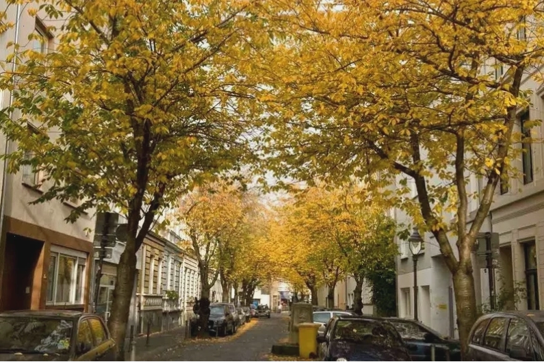 Du lịch Bonn Đức mùa thu với lá vàng rực rỡ