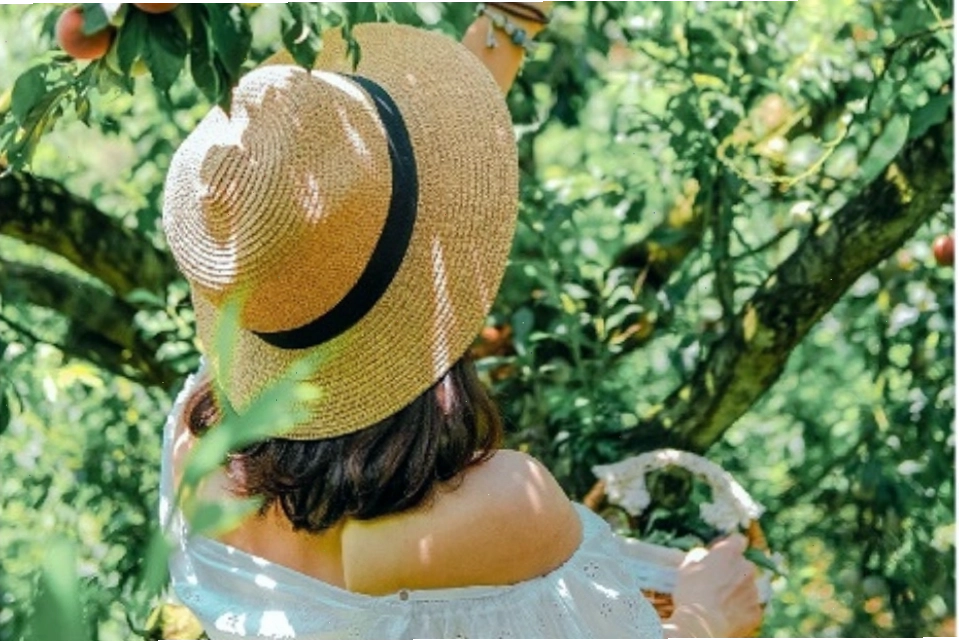 Du lịch Mộc Châu mùa mận chín