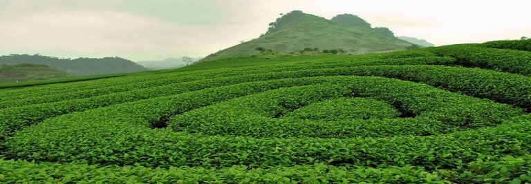 Du lịch Mộc Châu tháng 10: Khám phá vẻ đẹp mùa hoa và tiết trời se lạnh