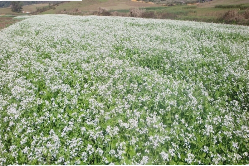 Du lịch Mộc Châu tháng 12 với thời tiết se lạnh đặc trưng