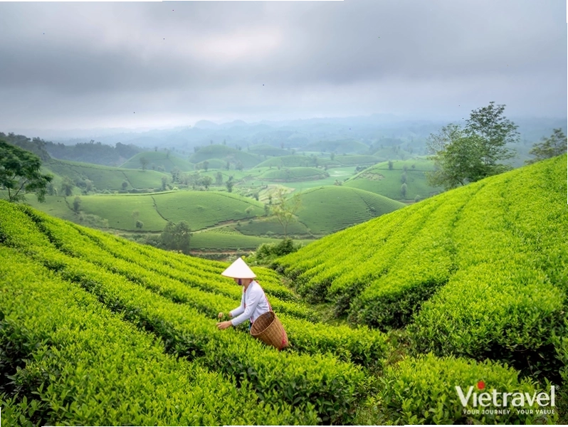 Du lịch Mộc Châu vào mùa lúa chín tháng 9