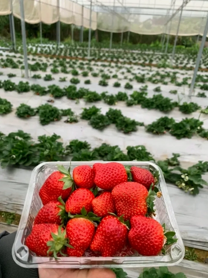 Đức Việt Farm - nơi có những vườn dâu tây trĩu quả