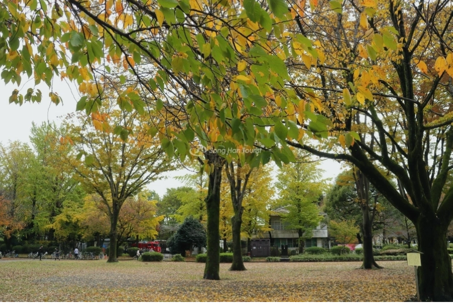 Đừng bỏ lỡ Công viên Koganei khi du lịch Tokyo mùa thu nhé