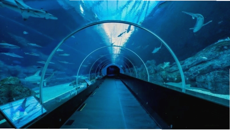 Đường đi bộ dưới lòng nước tại Sea Aquarium Singapore