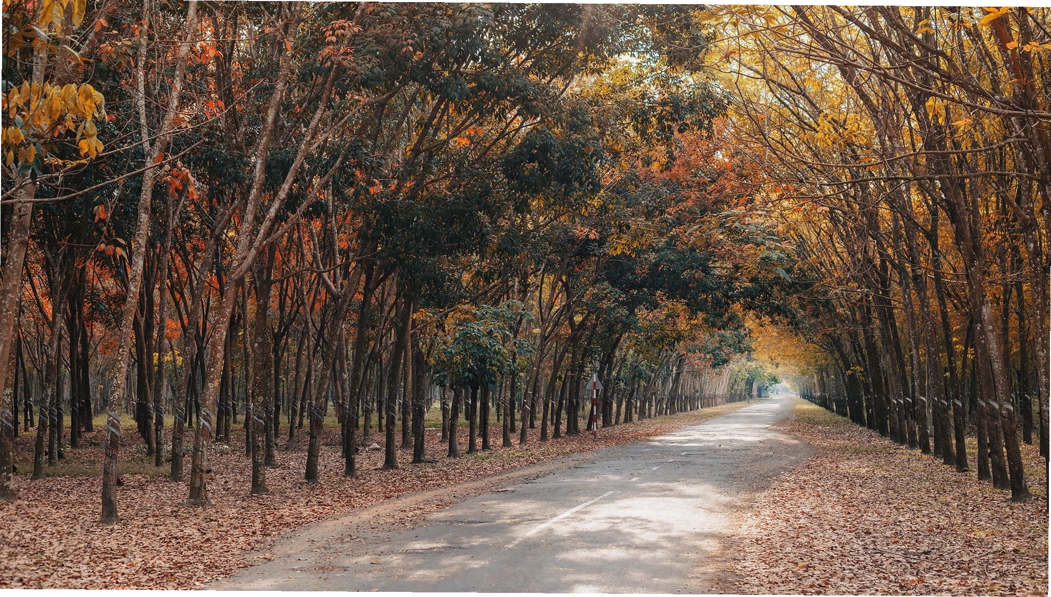 Đường đi vào rừng cao su Dầu Tiếng mùa lá vàng