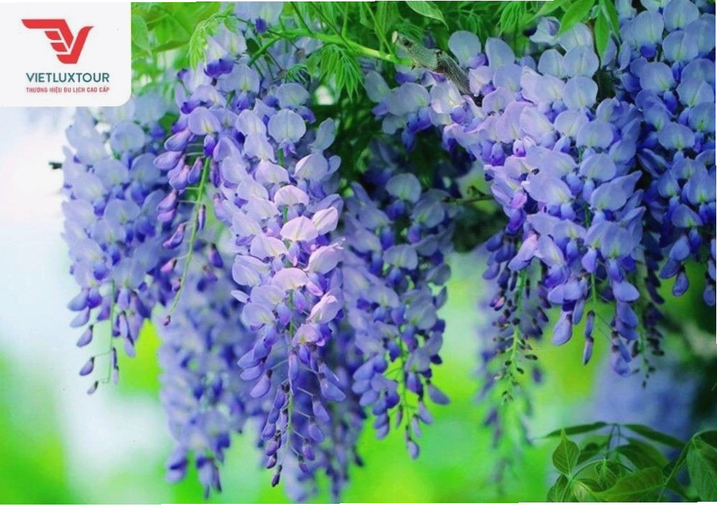 Đường hầm hoa tử đằng nhiều màu sắc tại Kawachi Fuji Garden