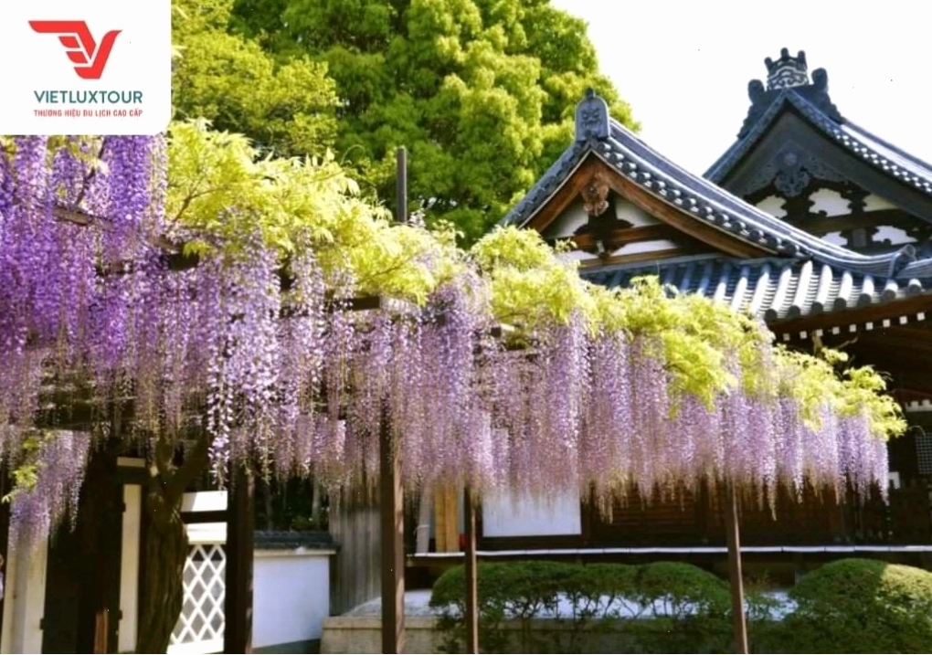 Đường hầm hoa tử đằng rực rỡ tại công viên Ashikaga