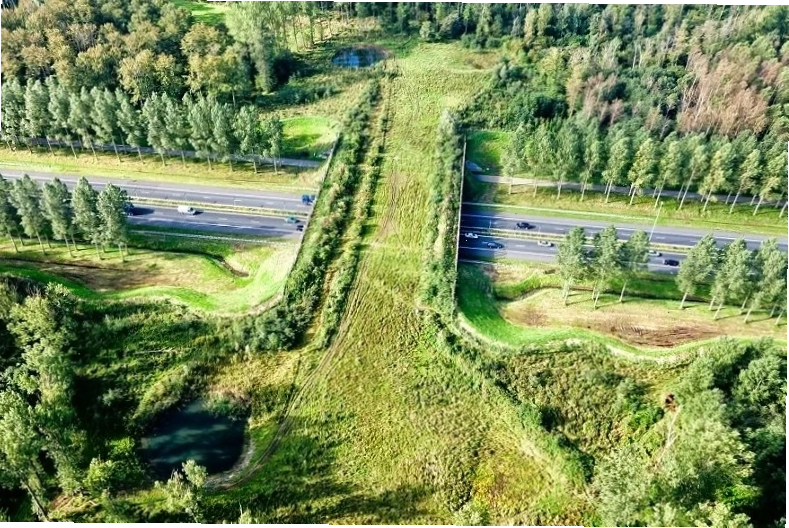 Đường rừng cắt ngang quốc lộ dành cho động vật hoang dã