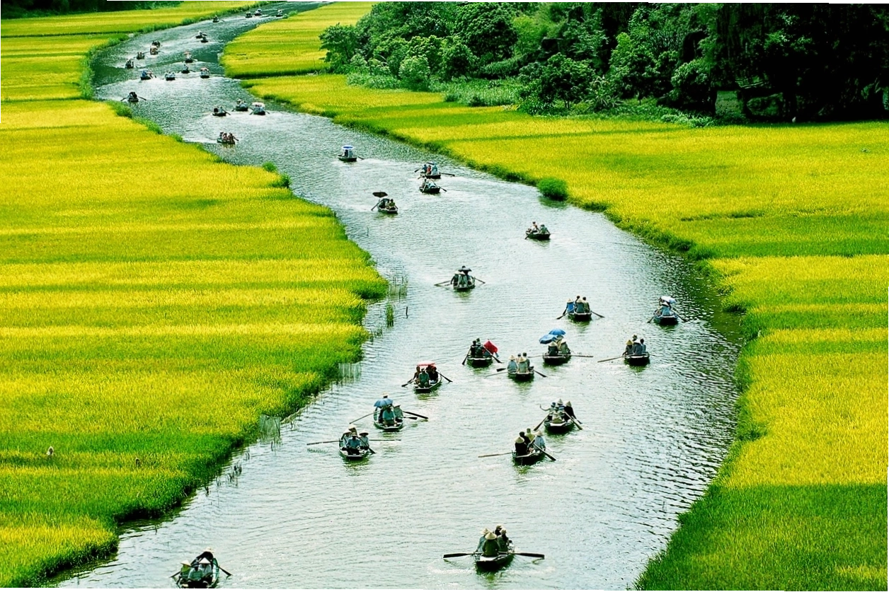 Em bé nằm ngủ trên lưng trâu