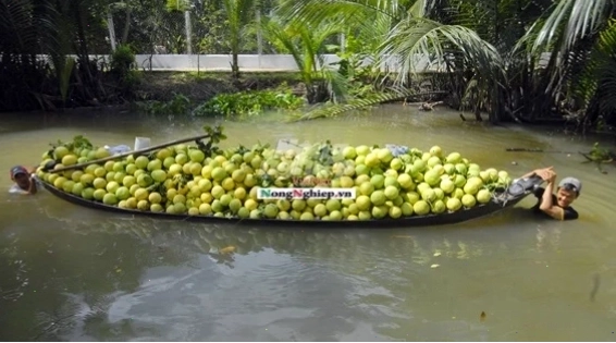 Ghe bầu trang trí lộng lẫy, biểu tượng cho sự giàu sang