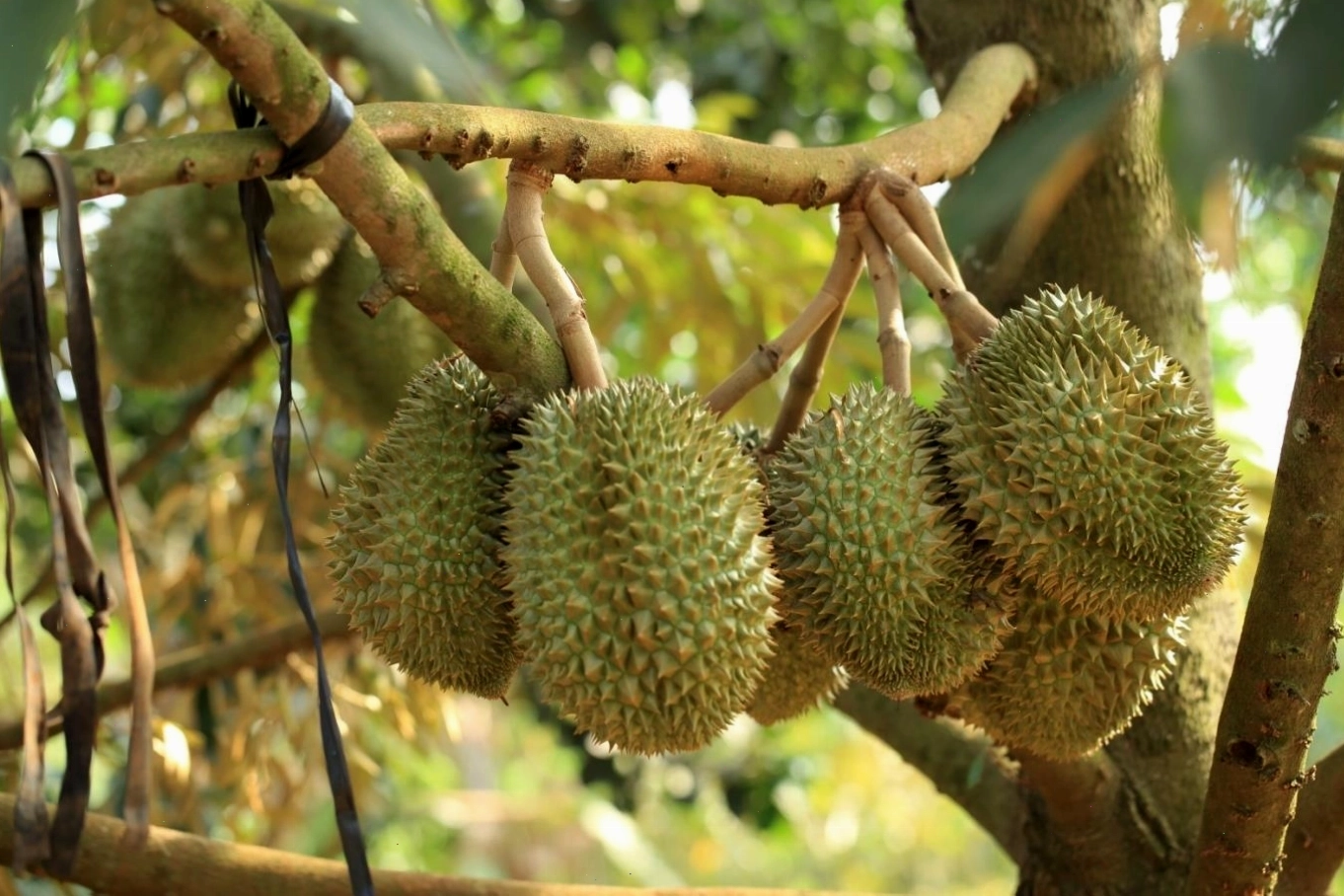 Ghé vườn trái cây Nam Mỹ Khánh thưởng thức trái sầu riêng