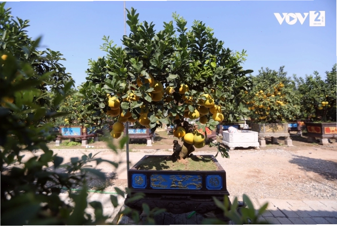 Giá trị của bưởi bonsai Văn Giang phụ thuộc vào tuổi đời và dáng cây