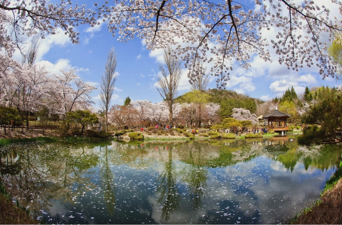 Gyeongju lung linh huyền ảo với hoa anh đào khoe sắc bên các di tích lịch sử