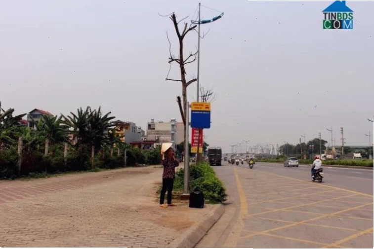 Hàng cây xanh dọc theo một phần của Đường Lý Sơn, Long Biên