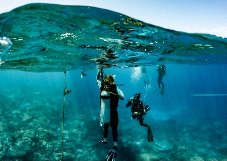 Hang động ngầm dưới nước ở Palau, nơi có nhiều sinh vật biển trú ngụ