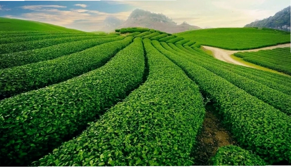Hang động núi lửa trong Công viên địa chất Đắk Nông