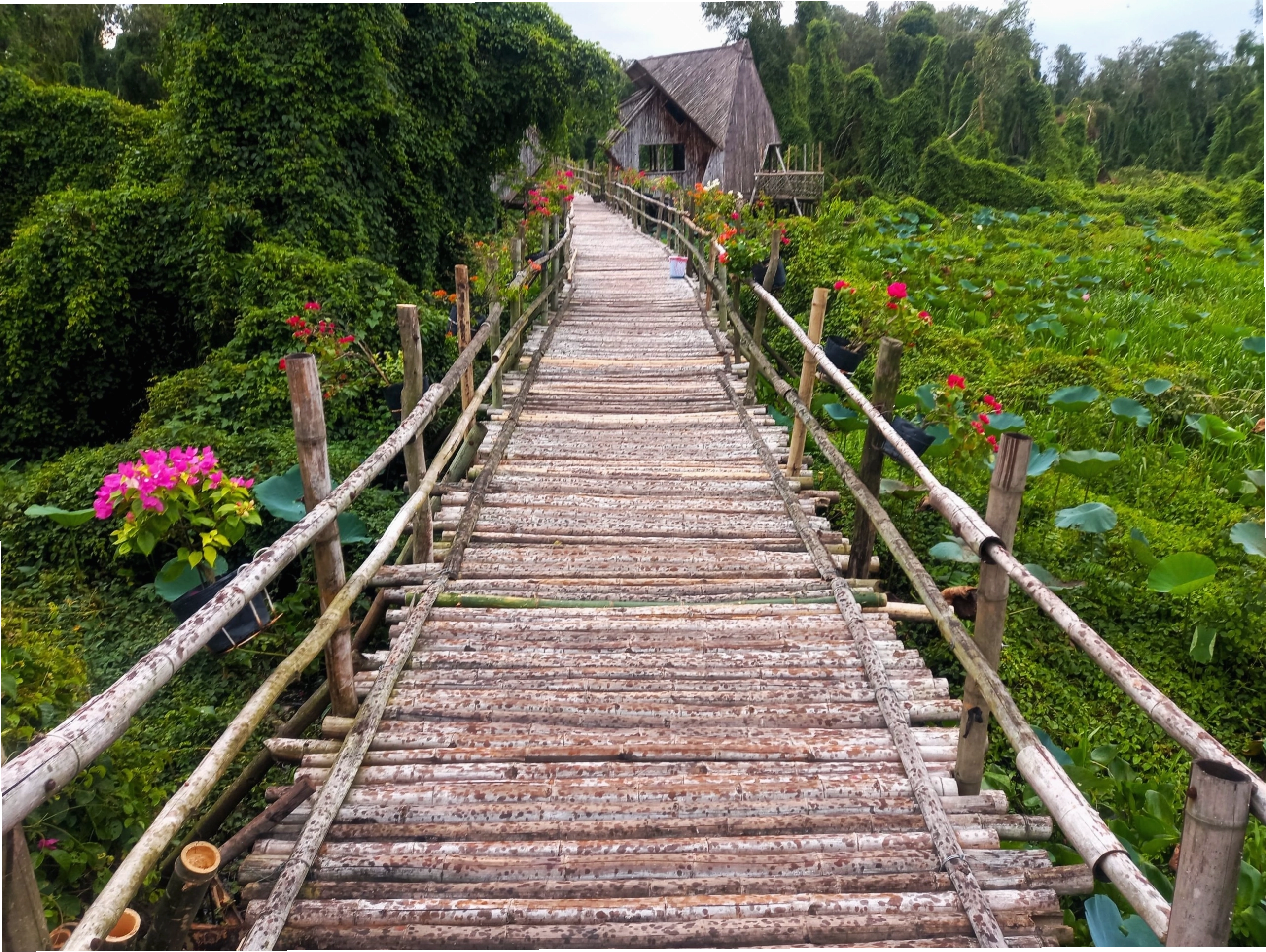 Hàng trăm loài chim làm tổ tại Rừng Tràm Trà Sư