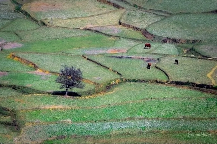 Happy Land Mộc Châu rực rỡ sắc hoa