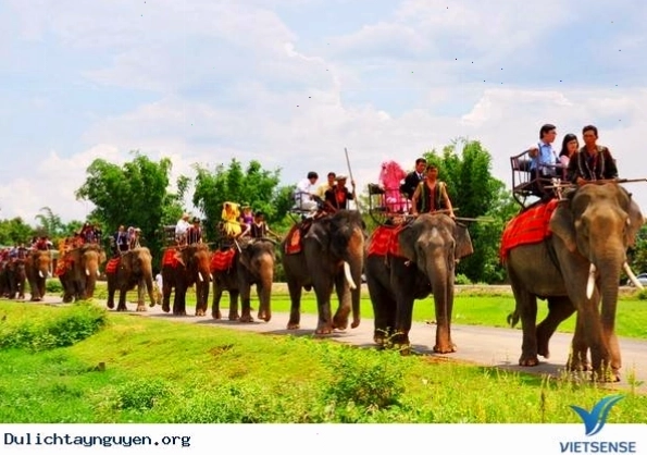 Hình ảnh đàn voi di chuyển hài hòa trong khung cảnh thiên nhiên