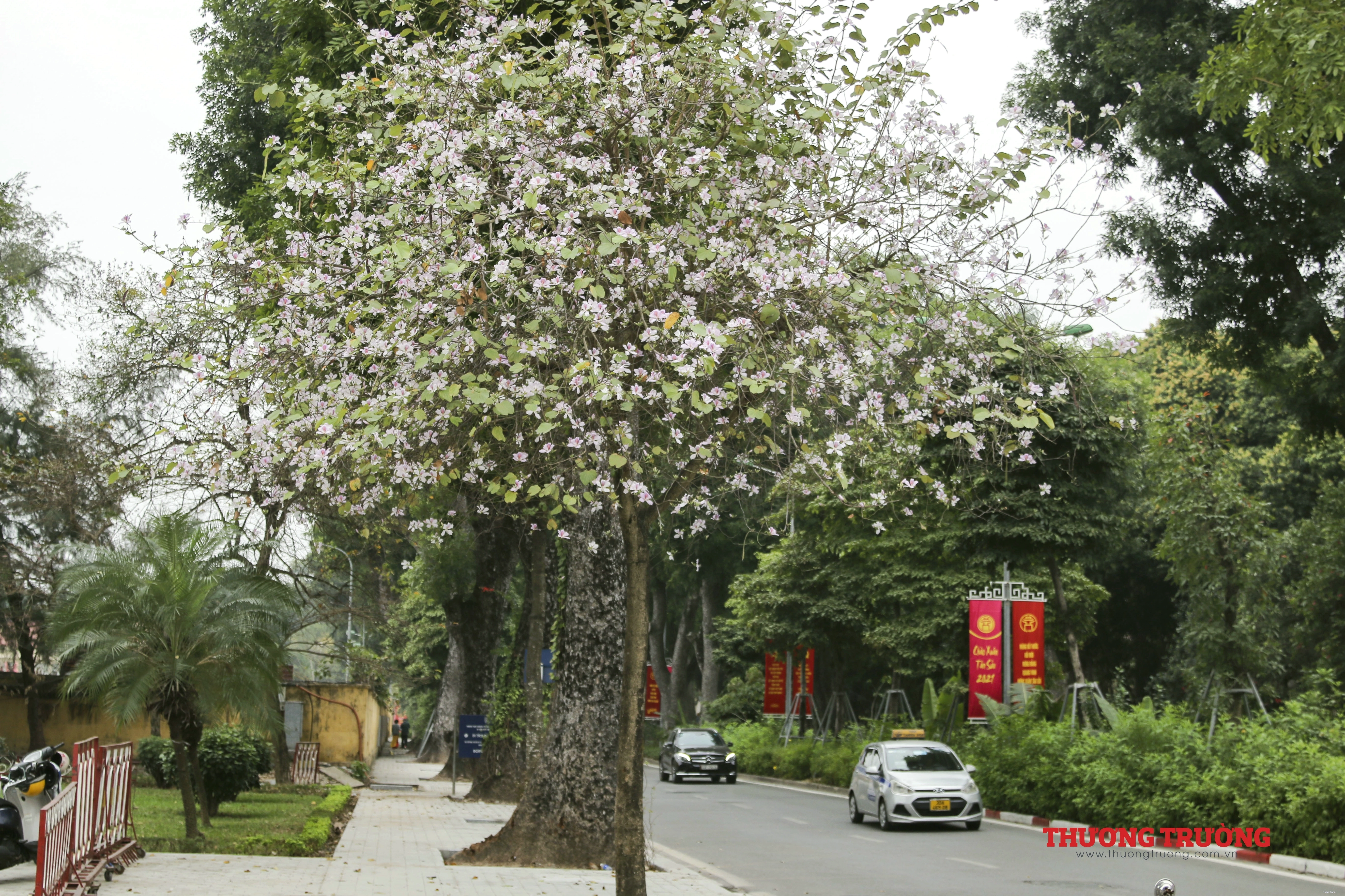 Hình ảnh hoa ban Tây Bắc rực rỡ