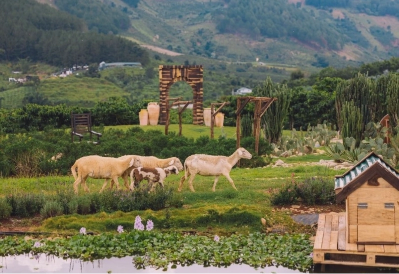 Hình ảnh Mongo Land Đà Lạt với khung cảnh thảo nguyên bao la