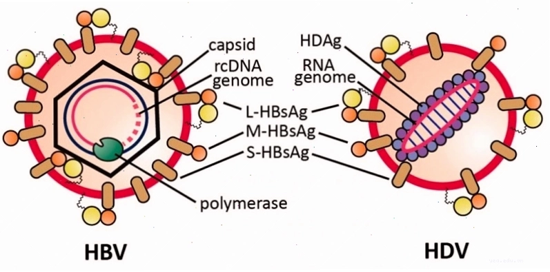 Hình ảnh virus HBV và HDV minh họa sự phụ thuộc của HDV vào HBV