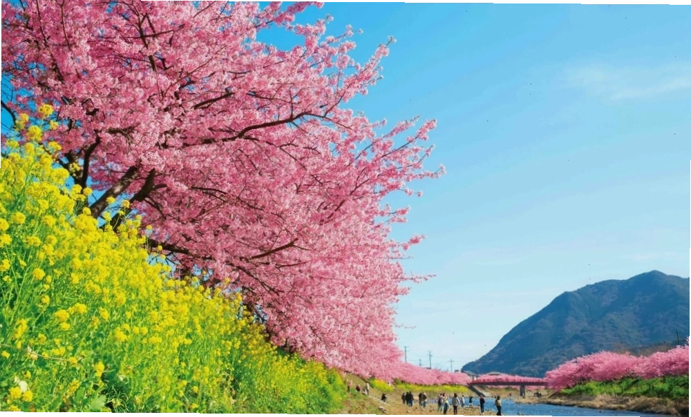 Hoa anh đào Kawazu Sakura khoe sắc hồng rực rỡ vào ngày đầu xuân