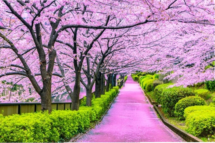 Hoa anh đào nở dọc bờ sông ở Tokyo