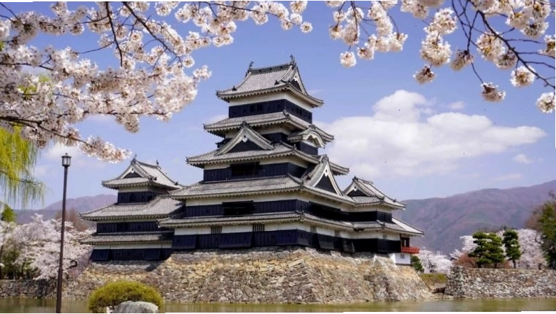 Hoa anh đào nở rực rỡ tại lâu đài Matsumoto