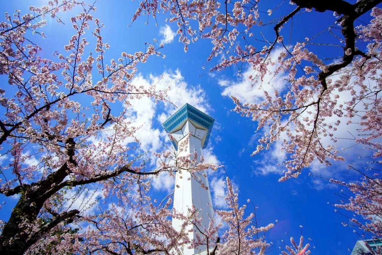 Hoa anh đào nở tại Hokkaido